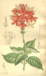 Pseuderanthemum seticalyx (= Ruspolia seticalyx), Acanthaceae